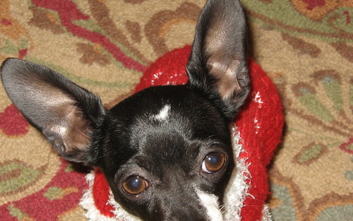 Chihuahua for Christmas