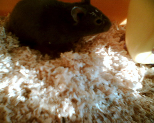  My hamster (lil cutie) Edward! <3