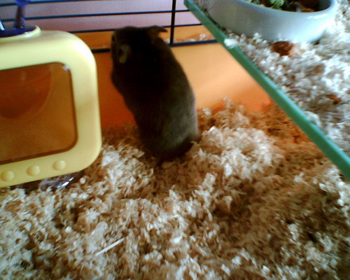  My میں hamster, ہمزٹر (lil cutie) Edward! <3
