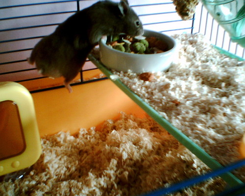  My chuột đồng, hamster (lil cutie) Edward! <3