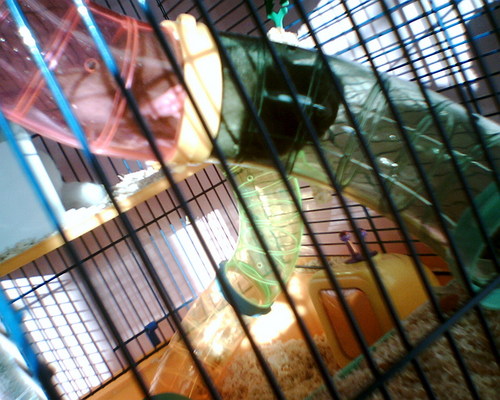  My criceto, hamster (lil cutie) Edward! <3