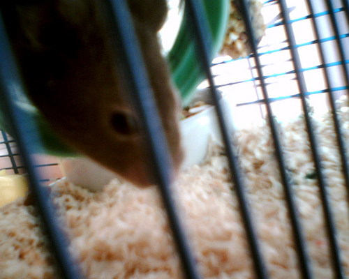  My criceto, hamster (lil cutie) Edward! <3