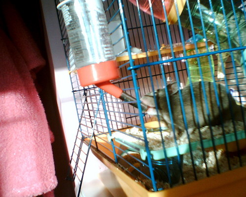 my hamster edward x