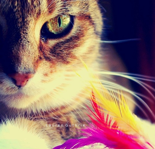  Sammie with feathers