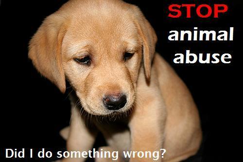 Stop Puppy Mills