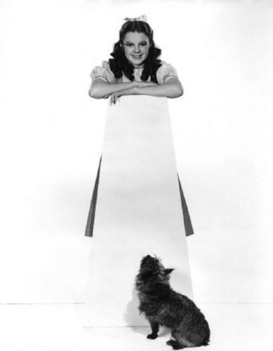 Dorothy And Toto