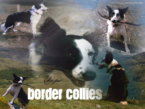  Border Collies