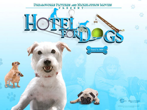  Hotel For Hunde