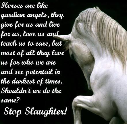 Stop Slaughter