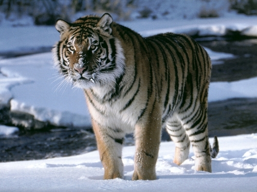  Magnificent Tiger