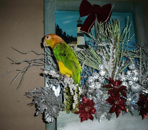  The クリスマス 鸚鵡, オウム