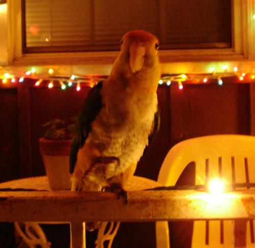  The Christmas papegaai