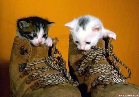  boot-kitty