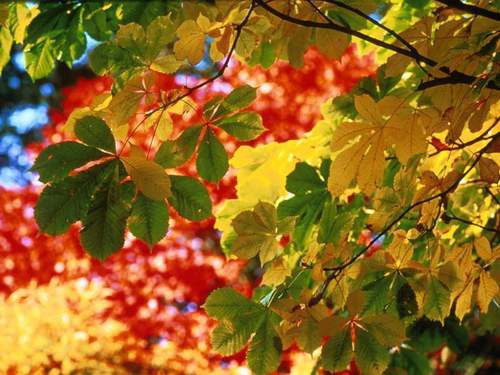  Autumn Leaves