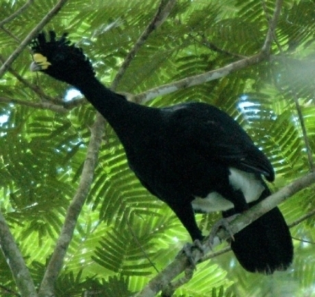  Curassow Perching on pohon