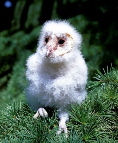  Fluffy Chick