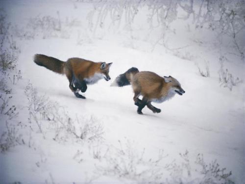  fox, mbweha in winter