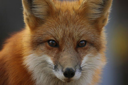 Foxy Face