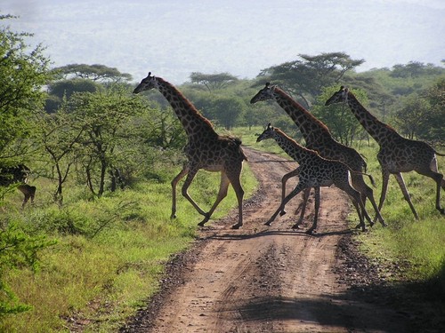 Giraffe Herd on the Move!