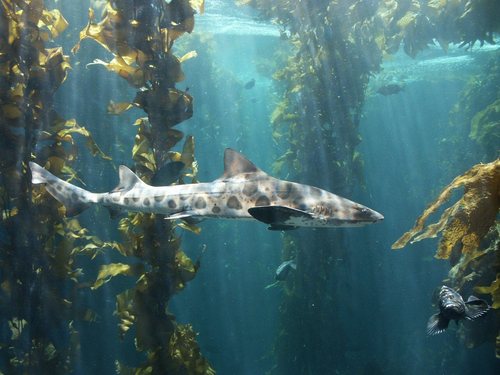  Leopard 鲨鱼