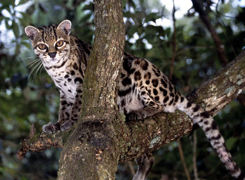  Margay Sitting on a pohon