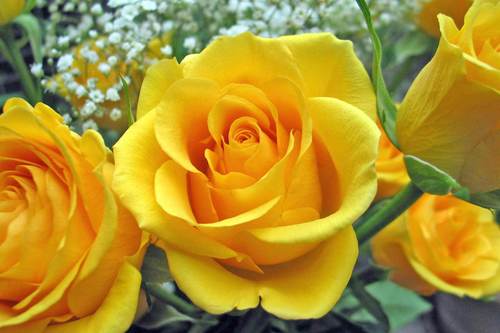  Yellow mga rosas