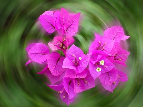  spinning 꽃