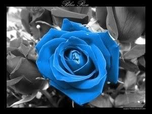  Blue 꽃
