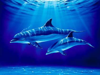  dolfijn Art