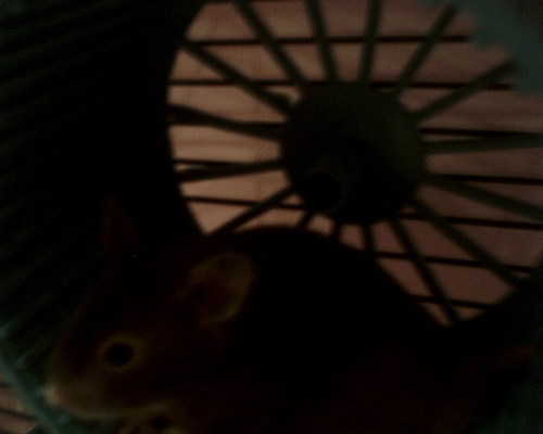  Ma hamster Lil Ed!!!!!! xxx