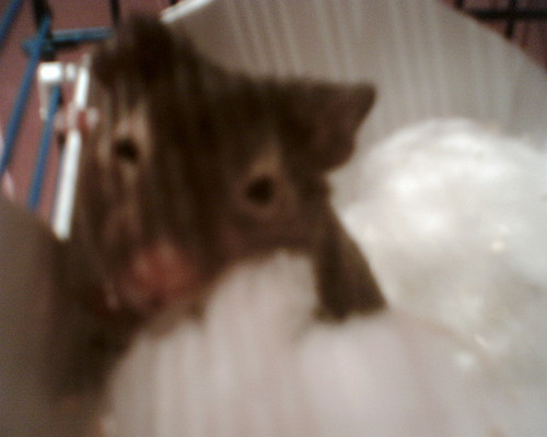  Ma criceto, hamster Lil Ed!!!!!! xxx