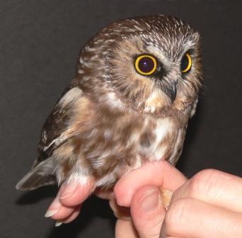  Northern Saw-Whet Owl