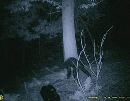  Supposed фото of The Legendary Bigfoot