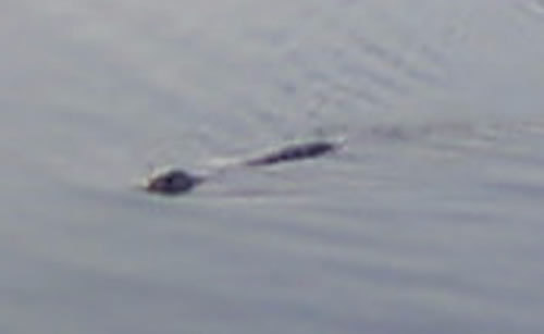  The Lochness Monster