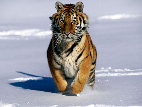 Tiger پیپر وال
