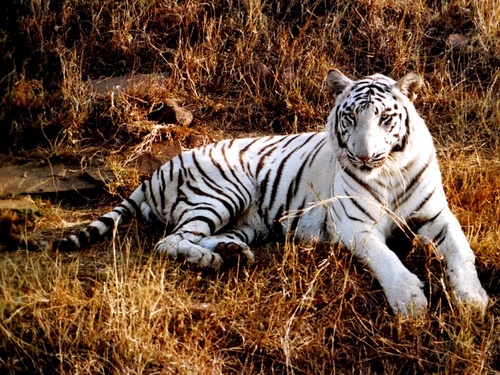  Tiger پیپر وال