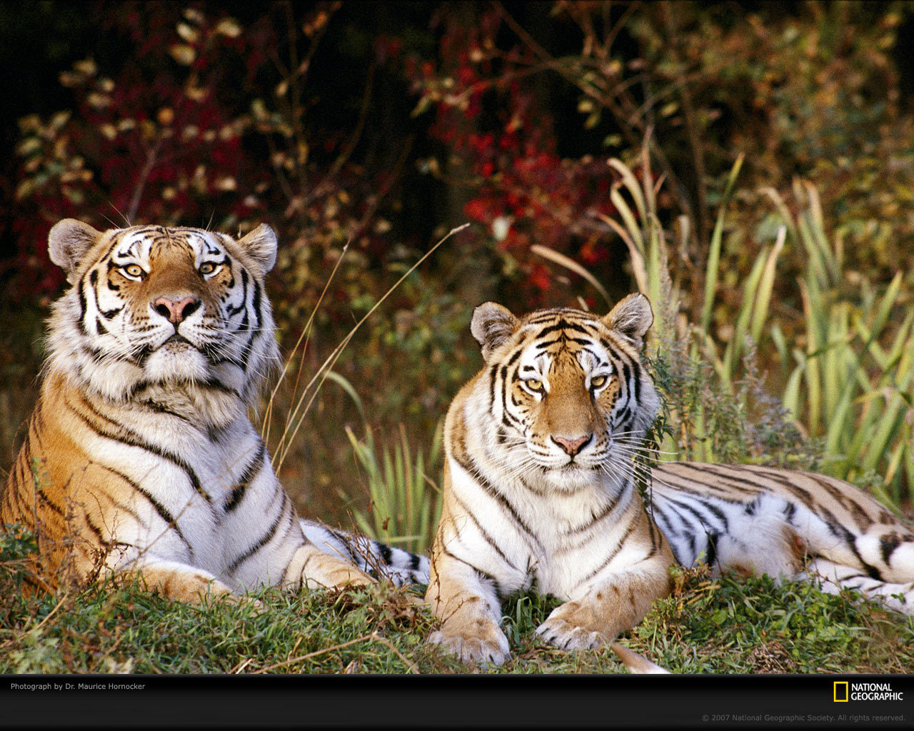  Tiger fondo de pantalla