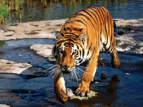  Tiger karatasi la kupamba ukuta
