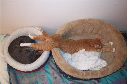  sleeping gatos :)