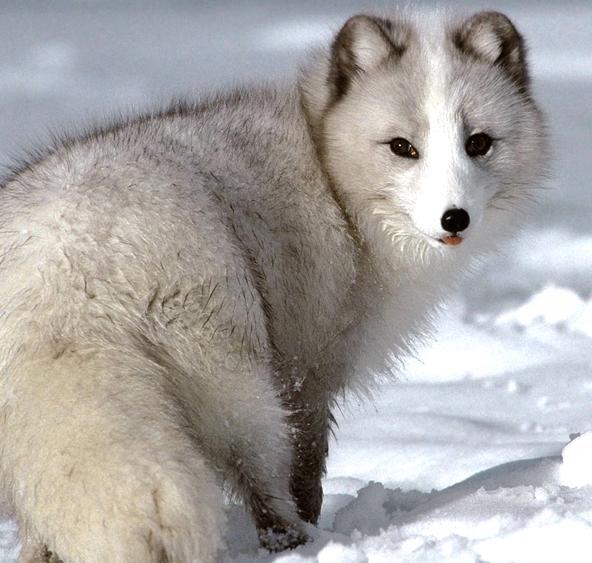 Favorite Arctic Fox winter photo? - Fox - Fanpop