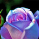 Blue_Roses4U2's photo