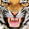 My first Icon! Tigerstripe photo