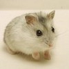 Cute Dwarf Hamster chocolate1 photo