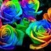 Rainbow Roses Fizzy-Izzy photo