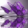 pretty purple :) peterslover photo