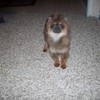 AWW! Dasha when we first got her! lol shes so silly!! desmariemay photo