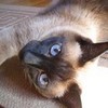 I am Sapphiredawn, a dusky brown she-cat with blazing blue eyes! Rank: Deputy boomerlover photo