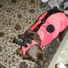 My dog in a ladybug costume! starwarsfangirl photo