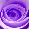 A purple rose Shadow5772 photo