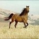 majestic-horse's photo